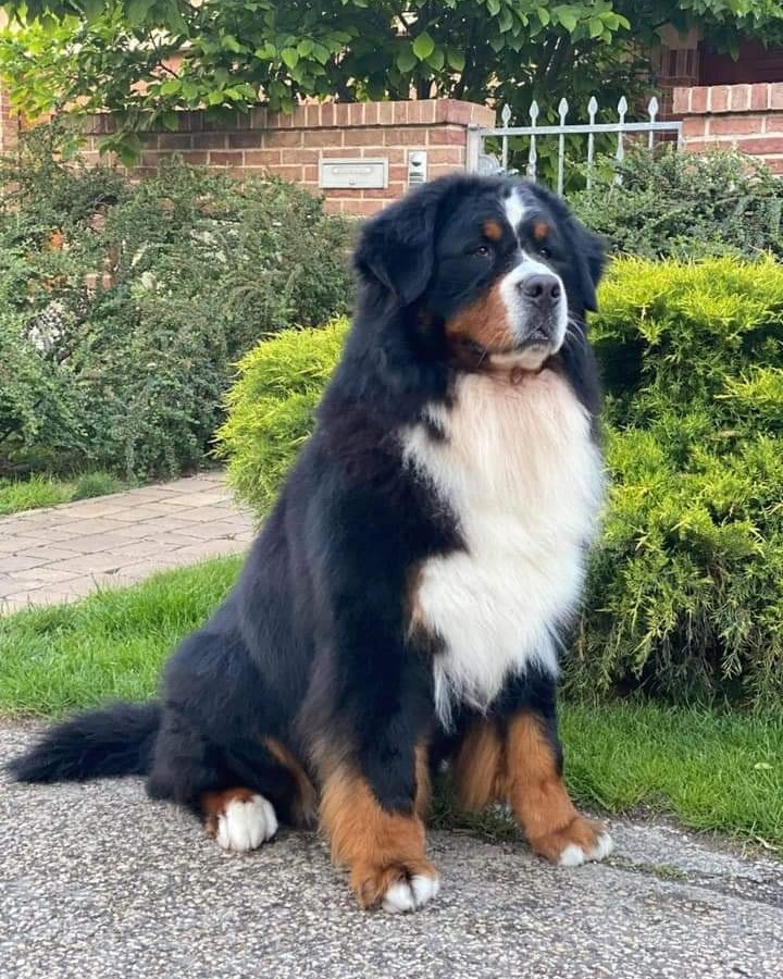 480931823 9259400057506648 6102902046248432281 n