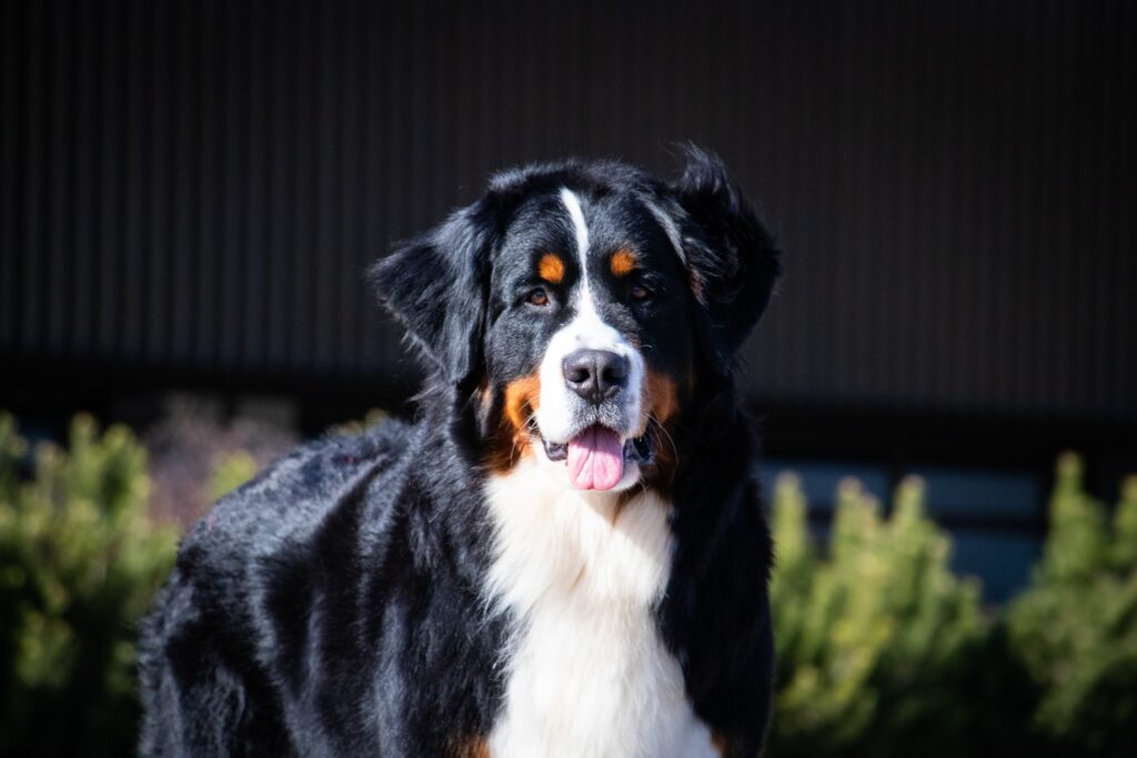 489016498 1258363059164890 3411793675508934625 n