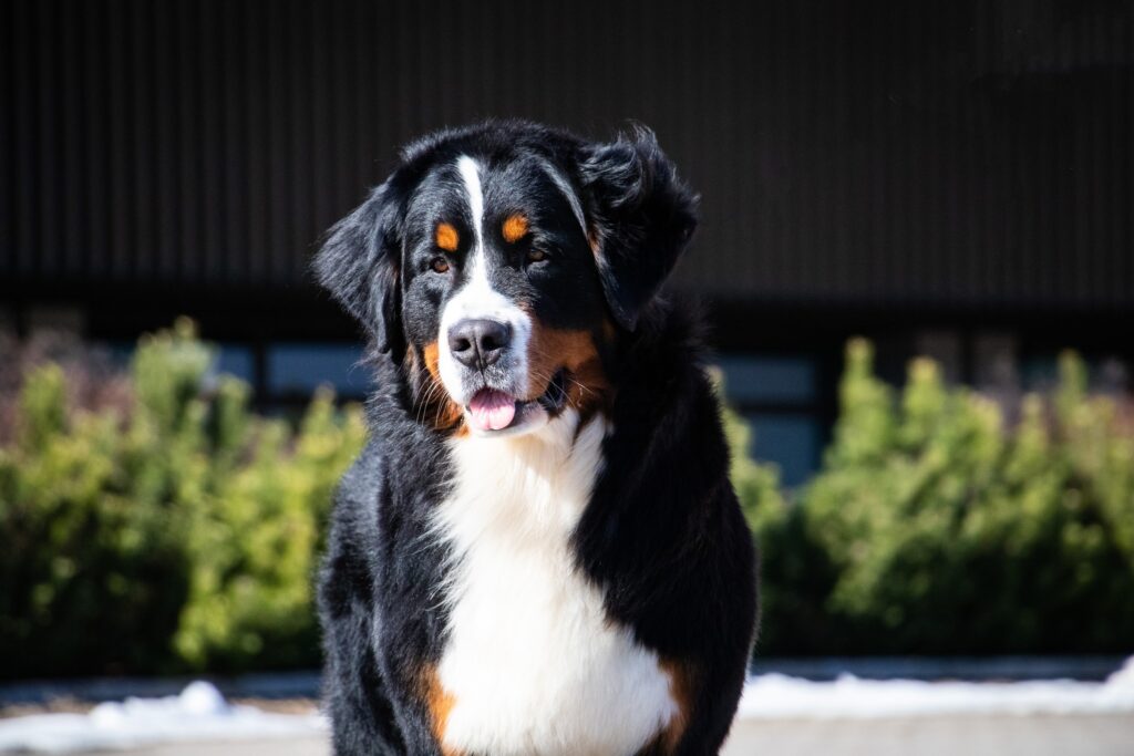 489414360 1258363035831559 5428605665226082526 n