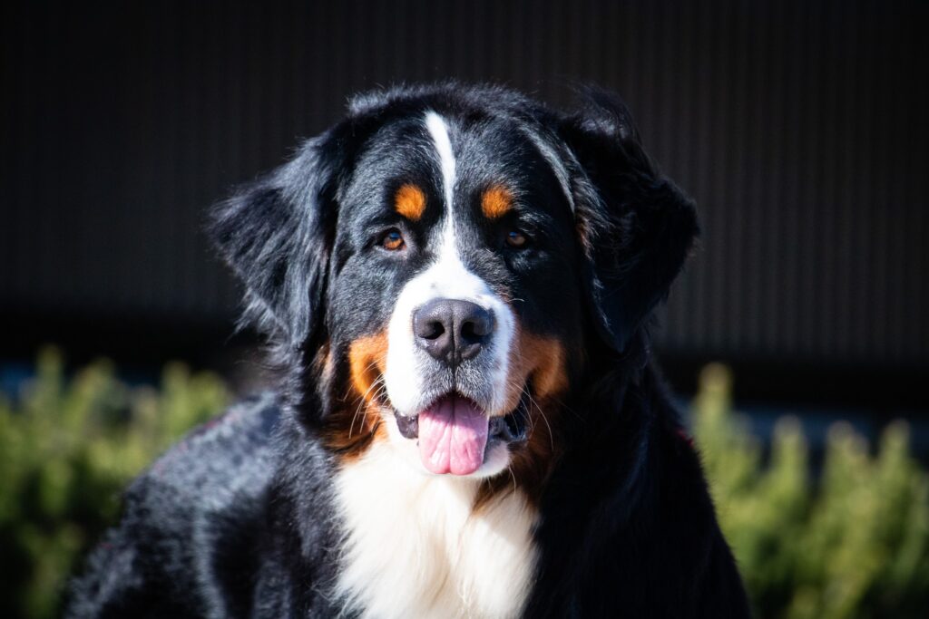 489434186 1258363042498225 6590303222405381706 n