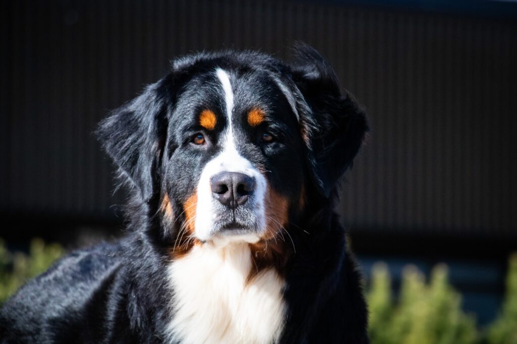 489525259 1258363039164892 1352876875812300524 n