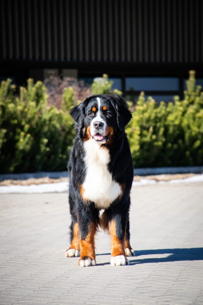 489629336 1258363049164891 4009094906234890315 n