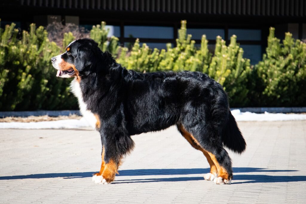 489701400 1258363052498224 8774939359708756058 n