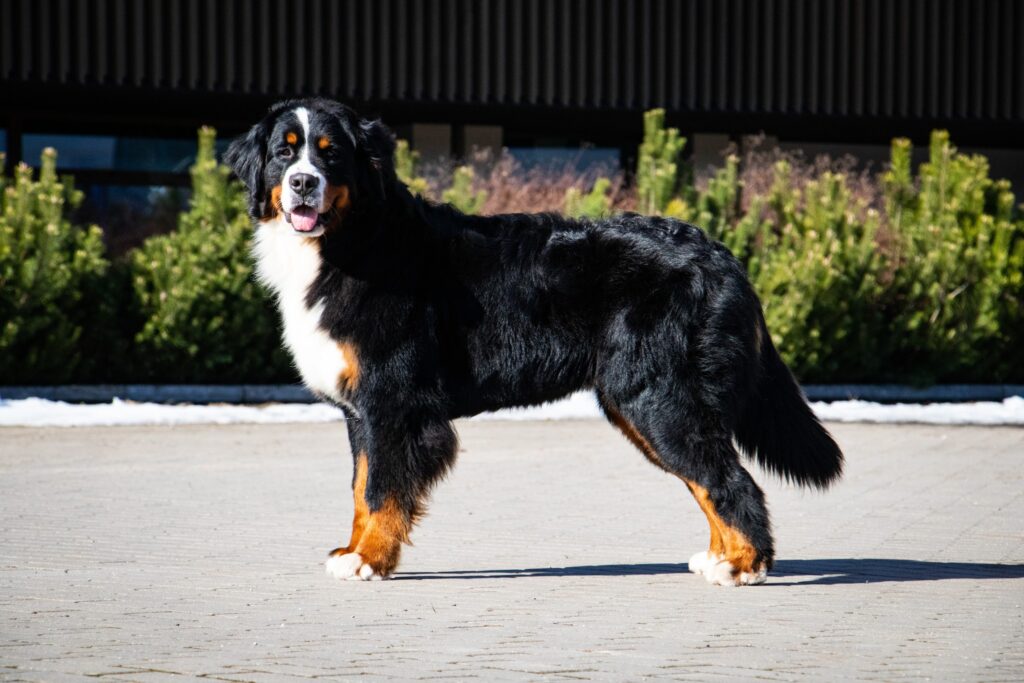 489916934 1258363045831558 3951484427418756275 n