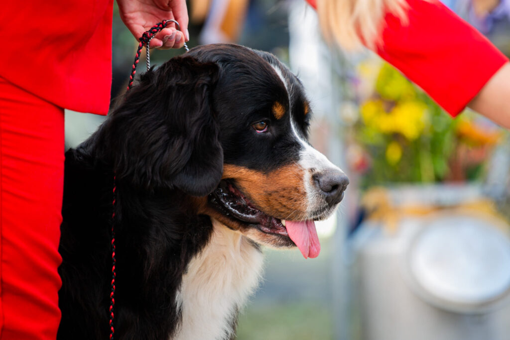 490050484 3121273001382334 1528368371842429108 n