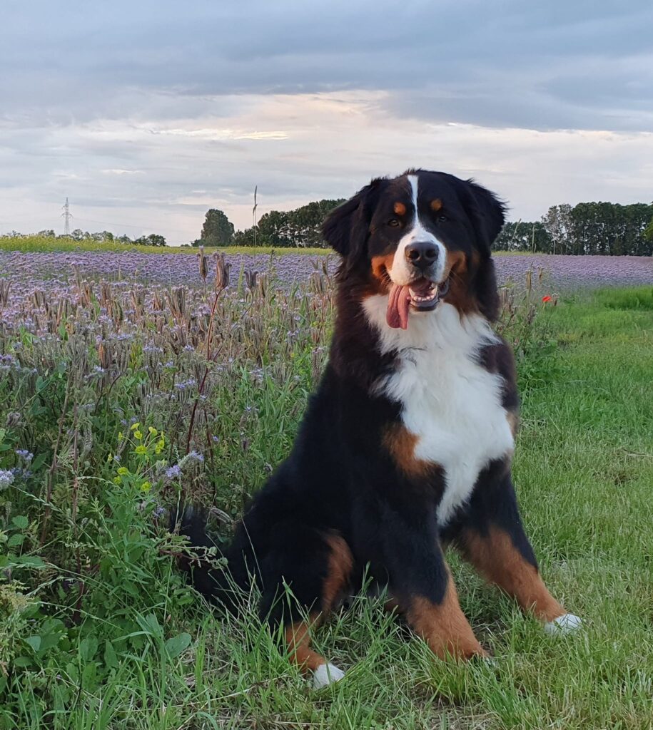 492554723 9637753539650510 9055060568345750895 n