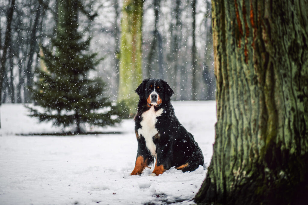 492916823 3136704486505852 6997409456303104356 n