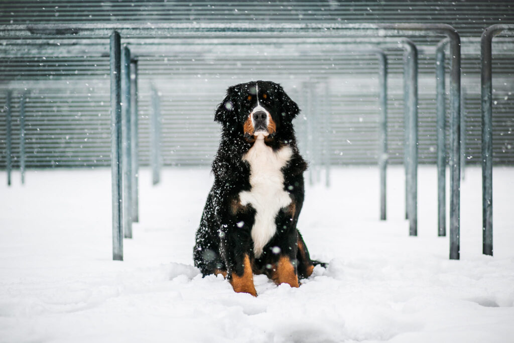 493474499 3136704369839197 933830820173441670 n