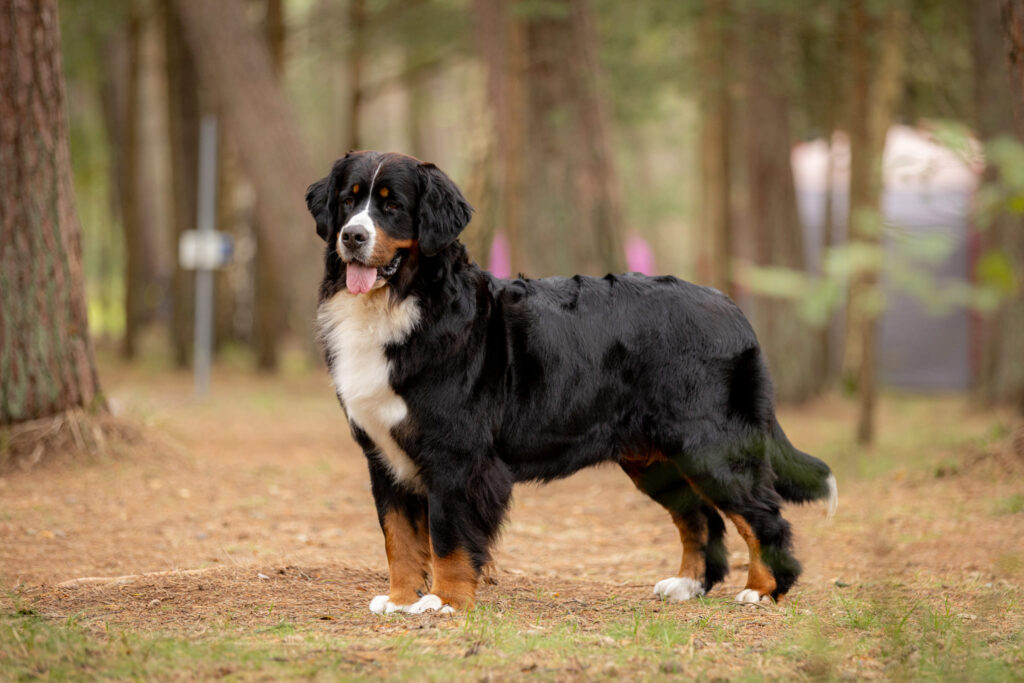 502662575 3183365971839703 2518441087669151768 n