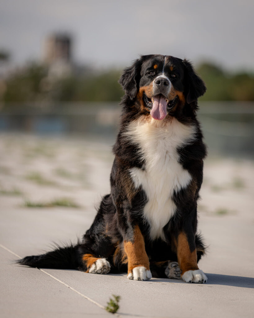 508485292 3207469432762690 6042723933516346584 n