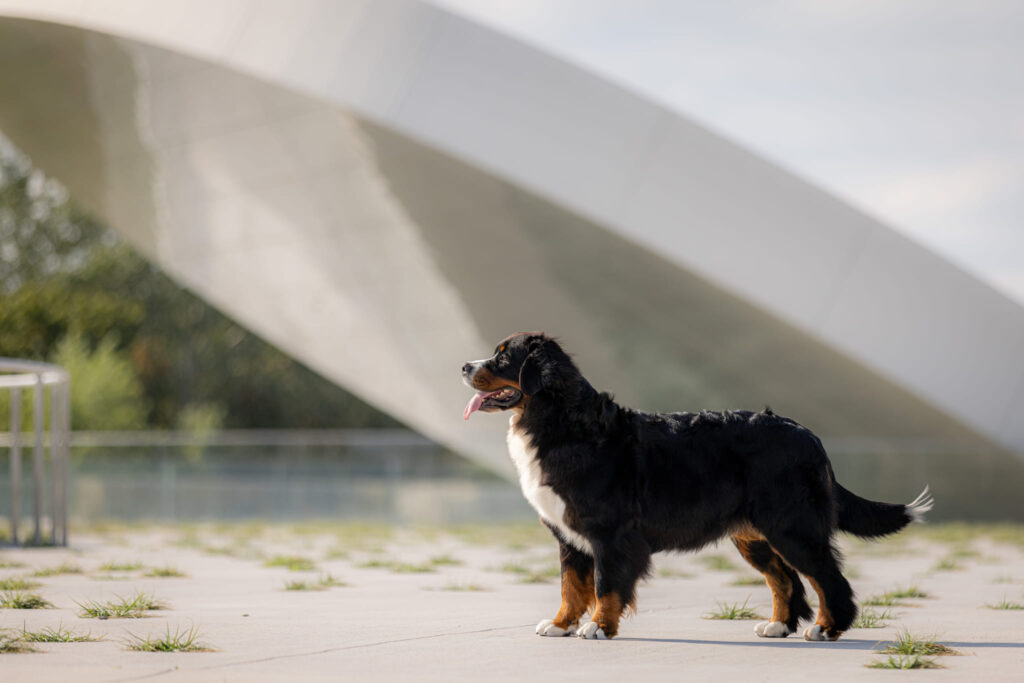 509150440 3207469416096025 2355956319630848892 n