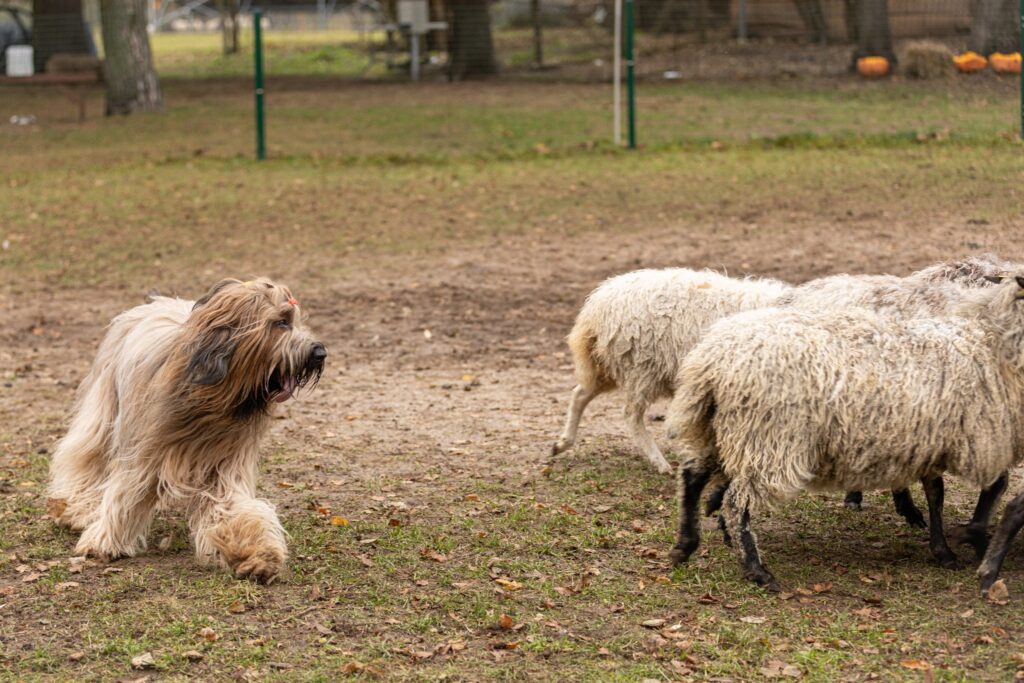 571358029 3268725213303716 1345417479010750159 n