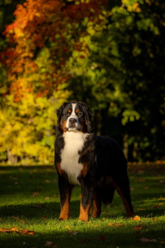 messenger creation 2f62eda4 2397 4bf3 a06b d1922b179412