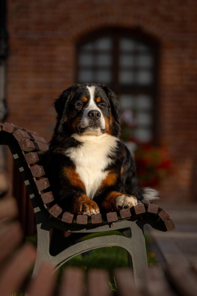 messenger creation 4feb107e b5b8 4062 b4d8 85392061f707