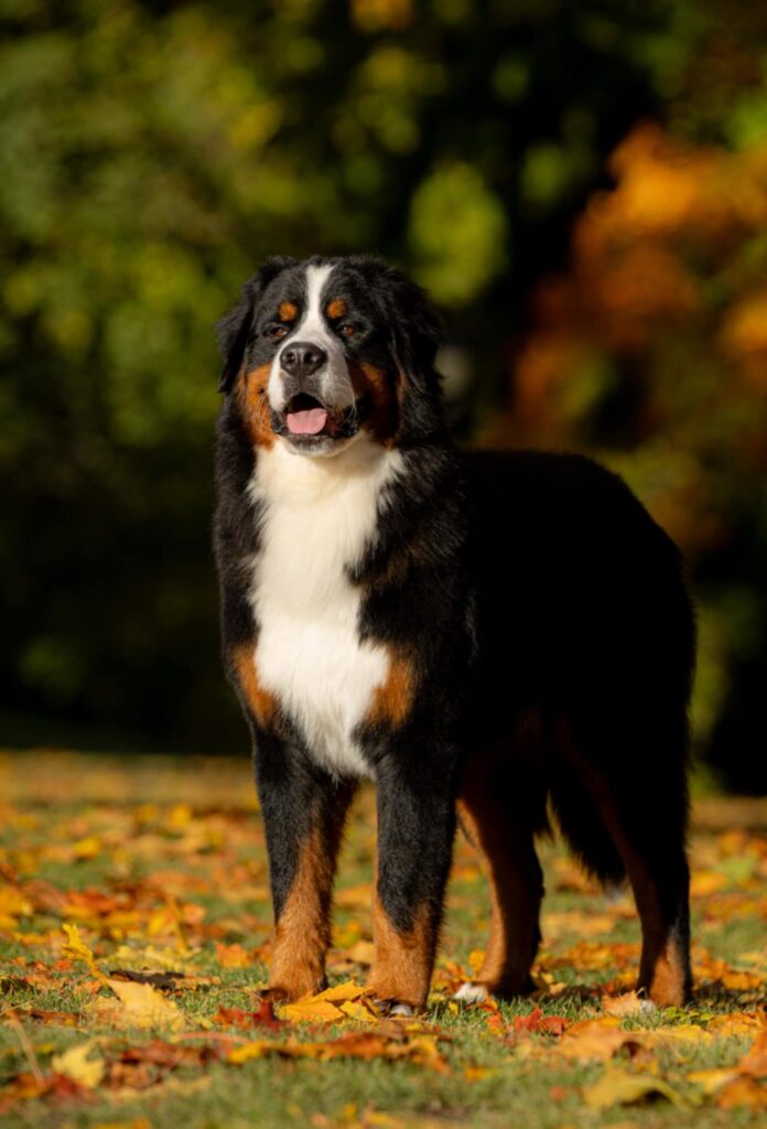 messenger creation be26d6fd dc5b 4ceb 92ac f4e36080cc48