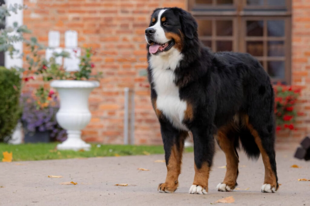 messenger creation e7b15d62 2034 478d a3fc c21d0354ca30 (1)