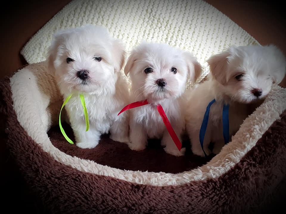 122207802 3418584638234129 4757759573023350751 n