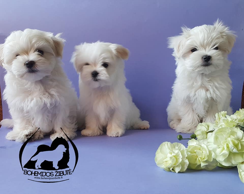 34796557 1749814125111197 9018595701352824832 n