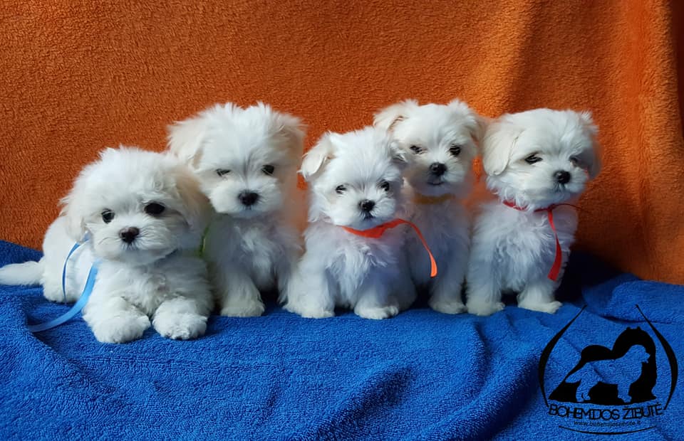 38985053 1846396818786260 2409719383132733440 n