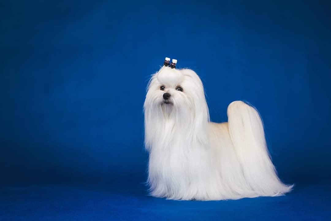 44339337 1867045100075551 8797508540349546496 n