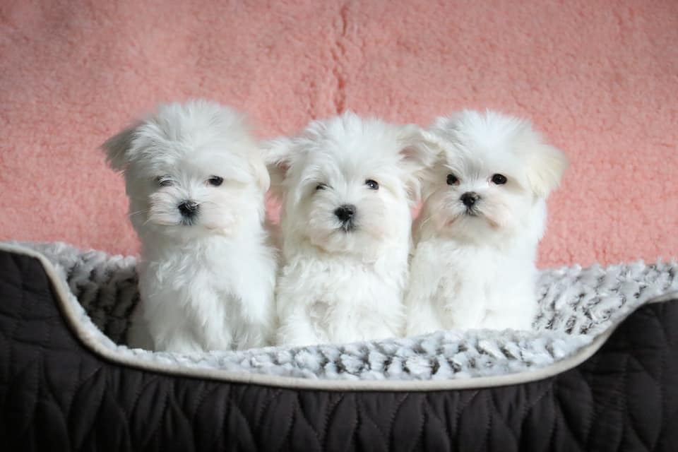 475848656 9127379700687899 8257949886976500932 n