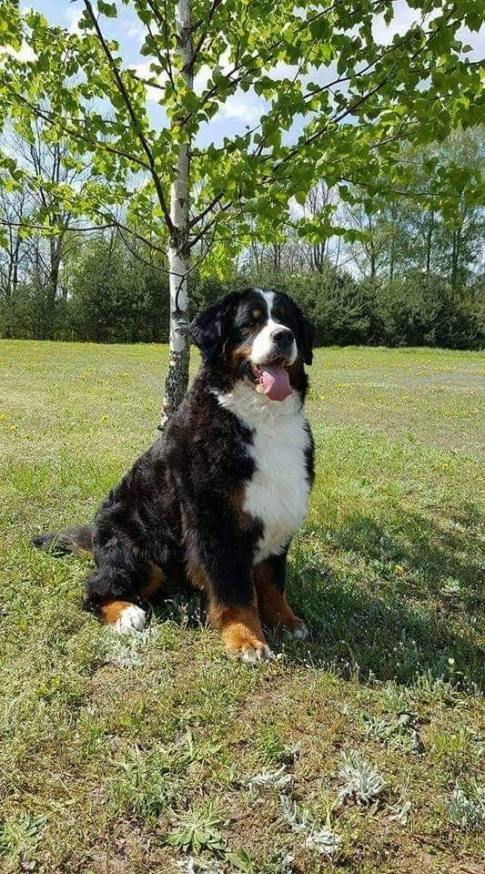 476804455 9166100506836604 5375714770443085943 n