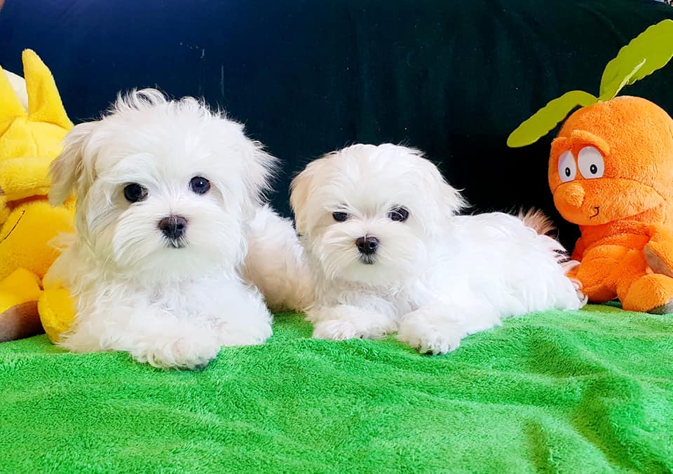 476854304 9164189003673635 943925592976434873 n