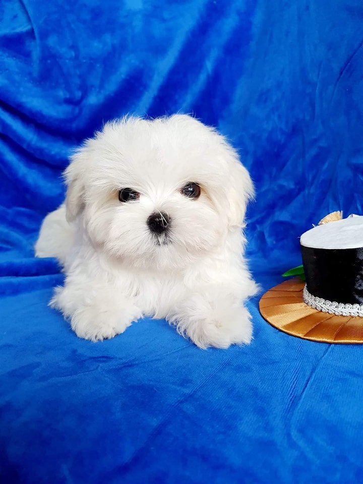 486611954 1247166320284564 1460089396320337872 n