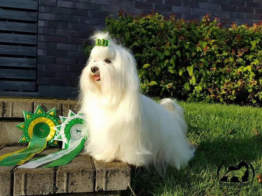 Čempionai 48991437 1974387666007960 1607540322554871808 n