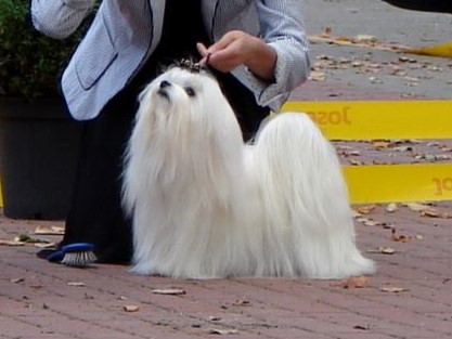 Čempionai 490342371 4104455783174695 5365651311111895382 n