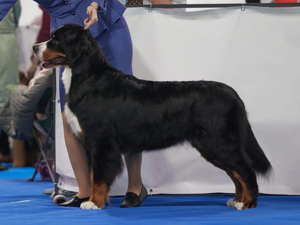 Čempionai 491853739 9387252808060804 4588541355495491056 n