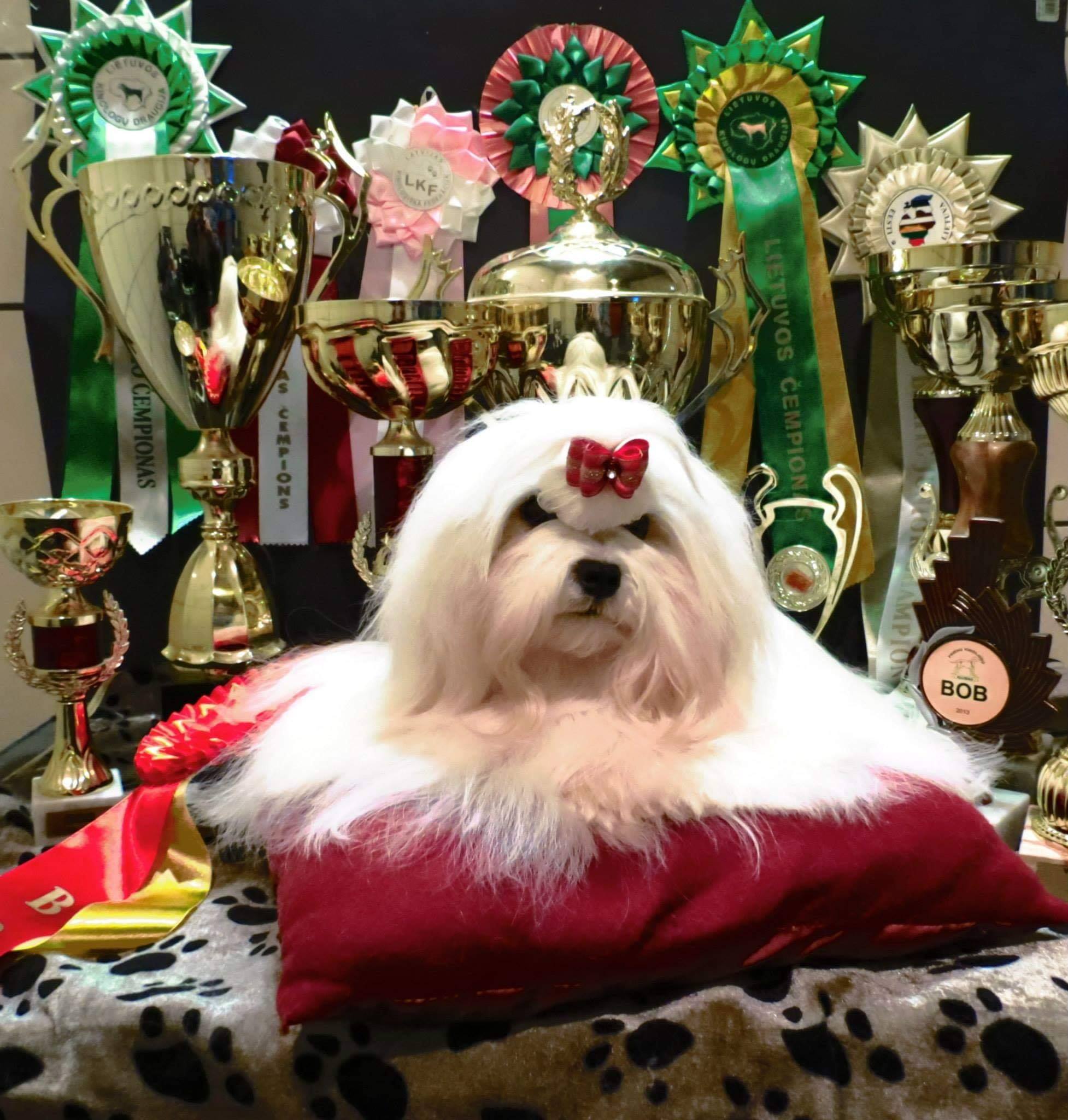 49204473 1974405862672807 6803865905018175488 n