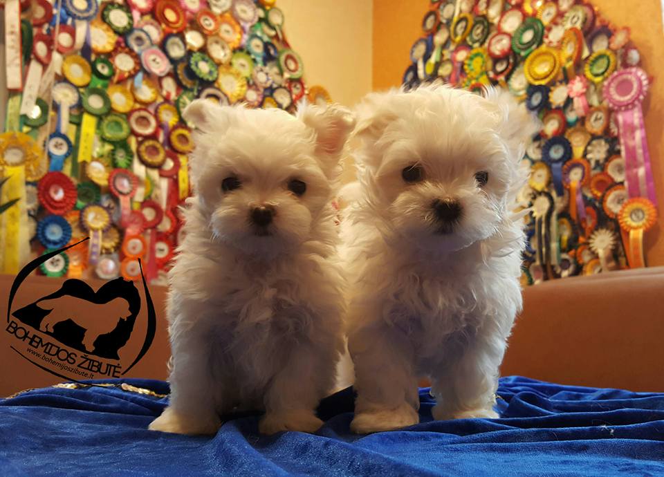 499269183 23901518069514152 6591801994508856727 n