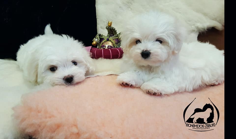 50122795 2061392123953394 158008402256068608 n