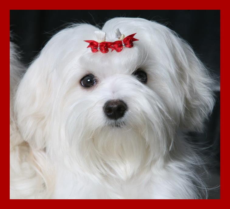 504282281 9987254358033758 9069579441483660231 n