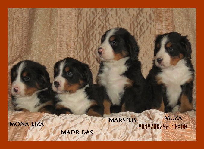 504400871 9973515162741011 8314709091548340122 n