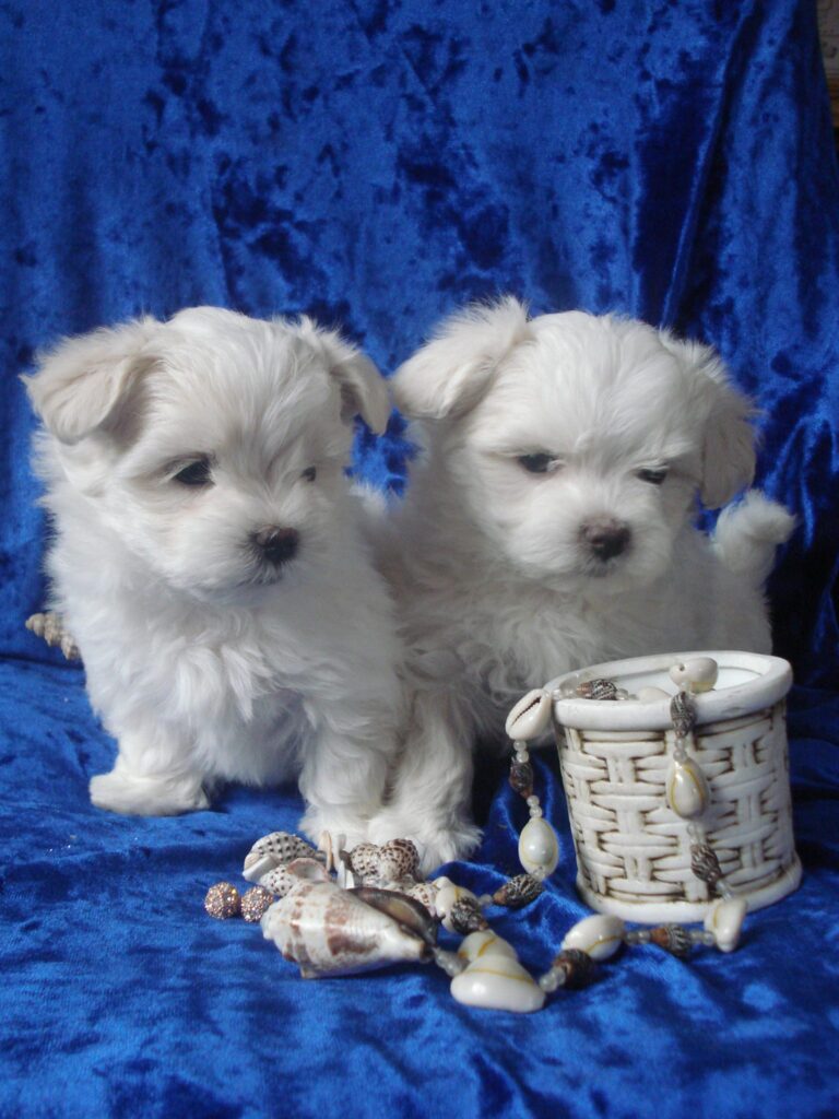 505324809 9986761514749709 7114580686835319156 n