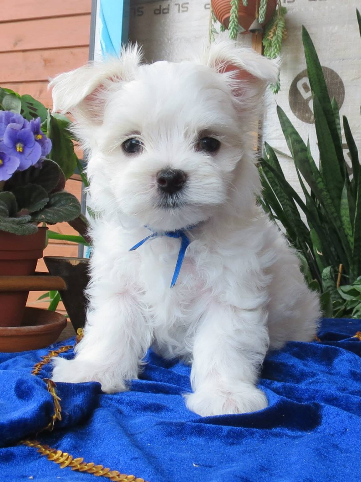 505358193 10026509164108277 1484100916464156733 n