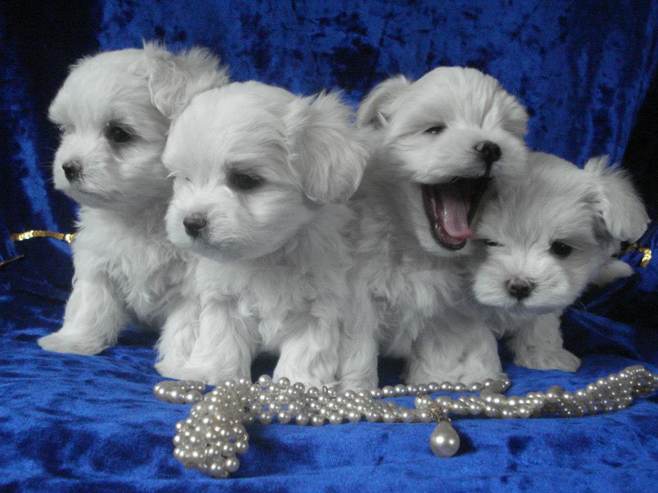 506307870 10009140005845193 4319312074057224917 n