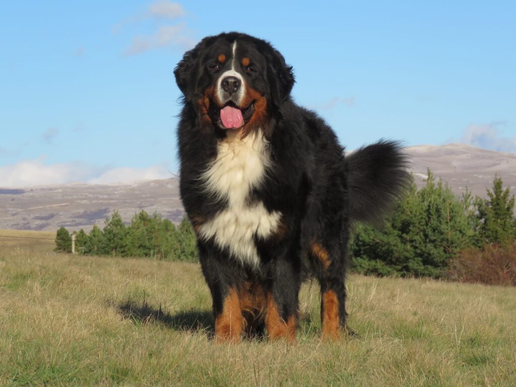 Čempionai 506634062 24605870299002311 5926229368510404382 n