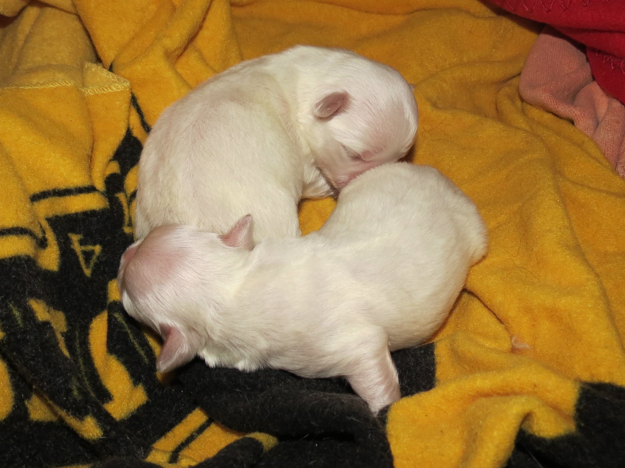 509430757 10060804790678714 4042777020920621282 n (1)