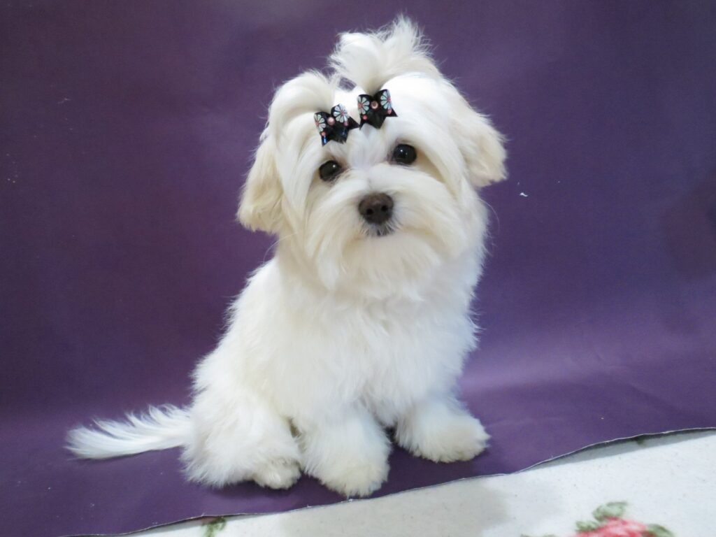 511824856 10092614007497792 5118843479835292271 n