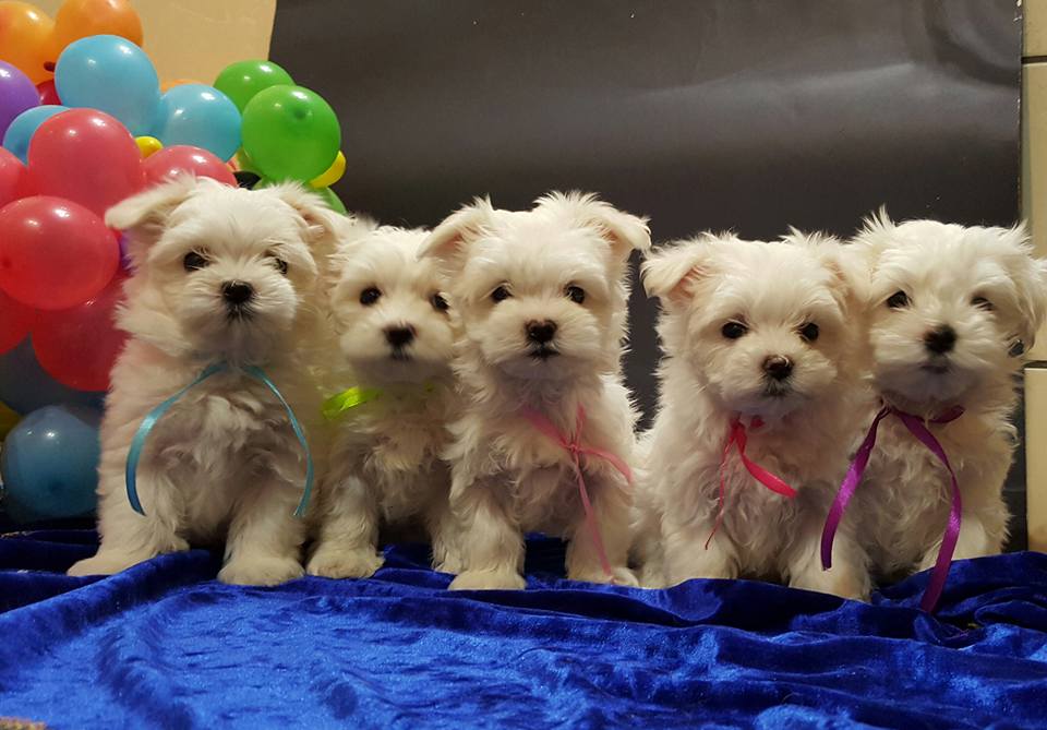 513086847 23871803615818931 8872242146365831512 n