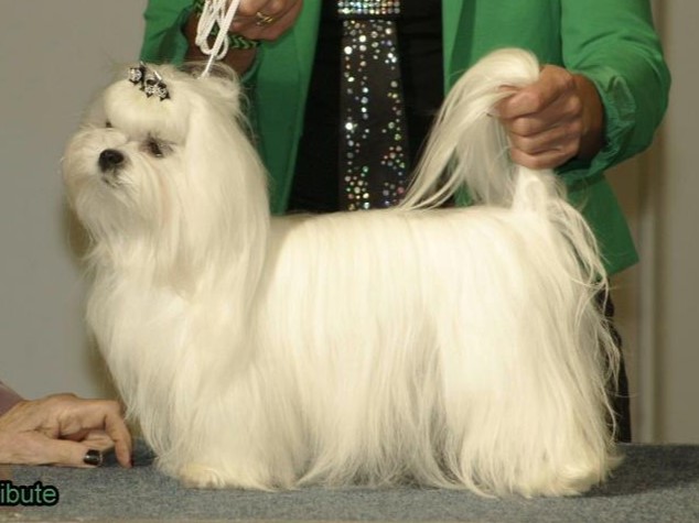 Čempionai 514407274 24514792624773774 1423513571439528814 n