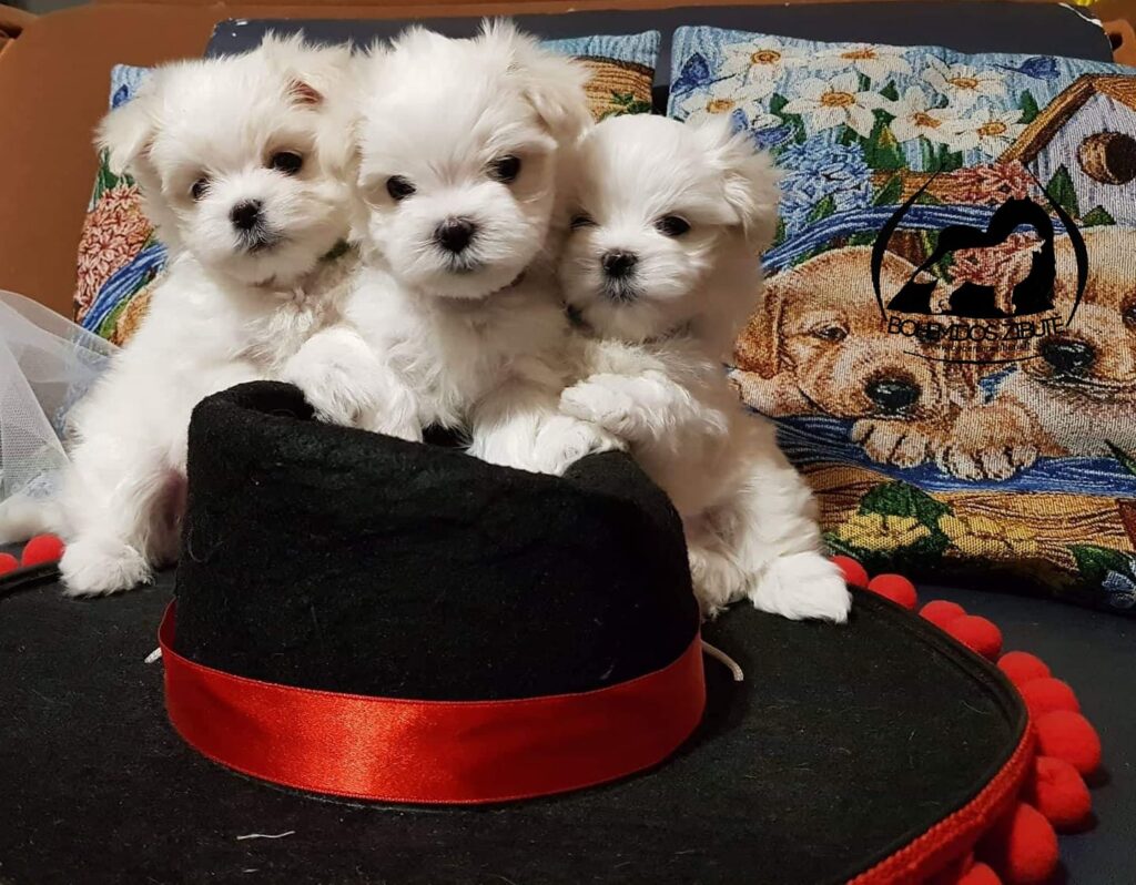 53632239 2151060344986571 4354537079351279616 n