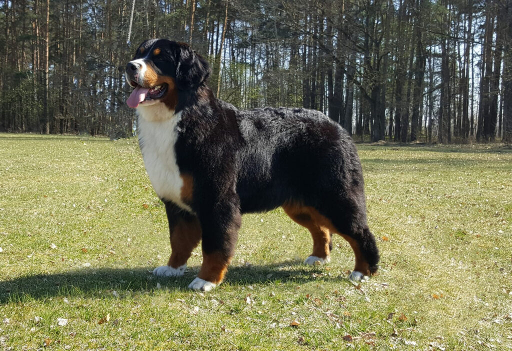 57453563 2198190680273537 4374799326304534528 new