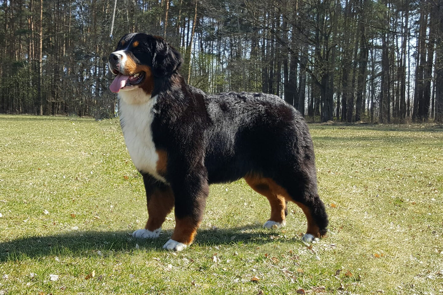 57453563 2198190680273537 4374799326304534528 new