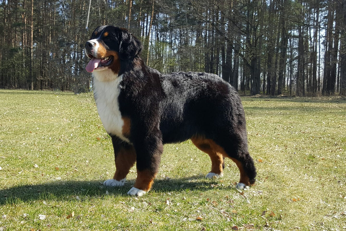 57453563 2198190680273537 4374799326304534528 new