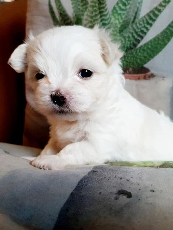 78273196 2611543012271633 9122454186733076480 n