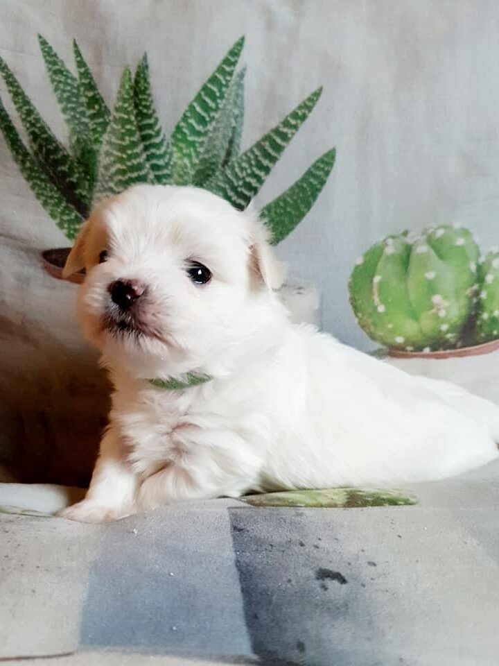 78370689 2611542758938325 4096187267419209728 n